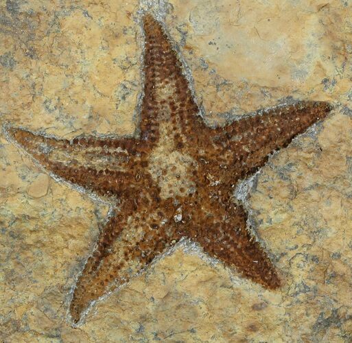 Ordovician Starfish (Petraster?) Fossil - Morocco #56358